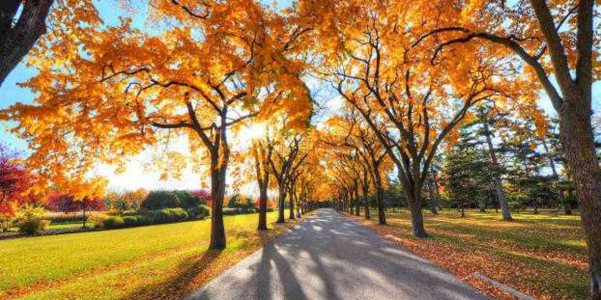 Enjoy Fall Foliage Without Spending A Fortune