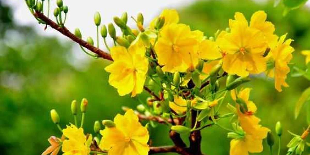 Hướng dẫn cách chăm sóc mai vàng ra hoa đúng Tết