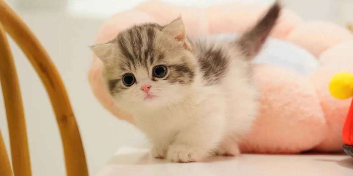 Discover the Charm of Scottish Fold and Munchkin Cats at Fuzzy Munchkin