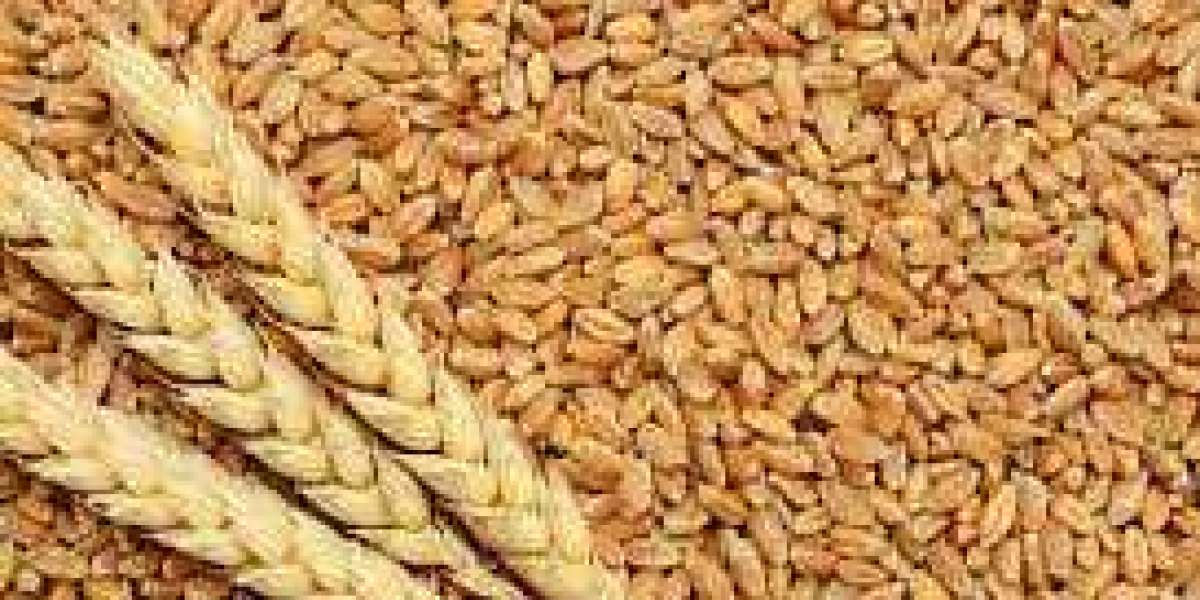 Wheat Market Size $904.93 Million by 2030