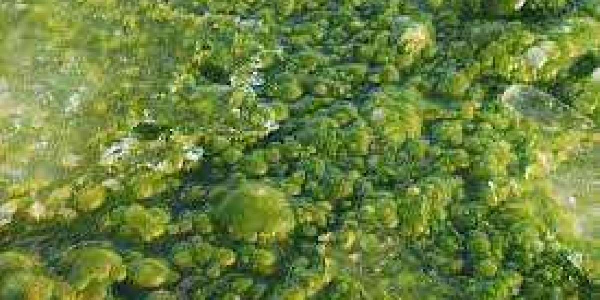 Algae Market Size $45.55 Billion by 2030