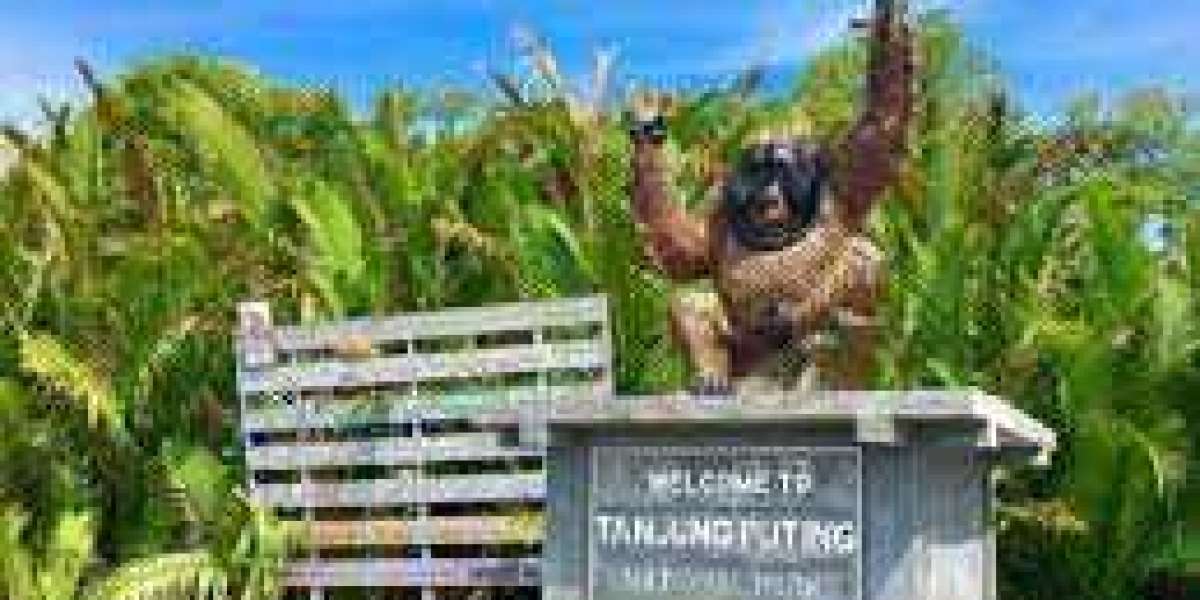 Discover the Enchantment of Tanjung Puting and much more with Orangutan Tour Tanjung Puting