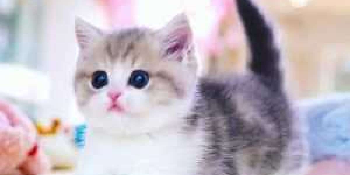All About Fuzzy Munchkin A Trusted Source for Scottish Fold Munchkin Kittens