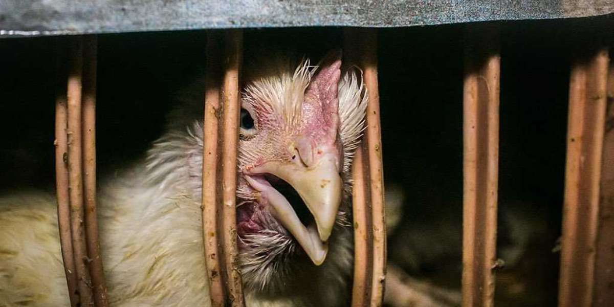 Unveiling the Harsh Reality of Factory Farming Cruelty