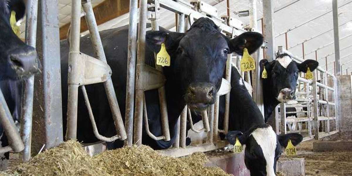 Animal Feed Organic Trace Minerals Market Size, Share, Industry Analysis & Statistics inquiry, Forecast 2024 to  203