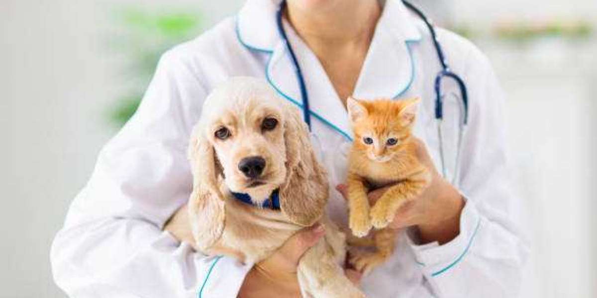 Why Annual Vet Visits Are a Must: The Long-Term Benefits of Preventive Pet Care